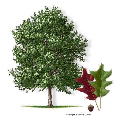 Pecan Tree Drawing at GetDrawings | Free download