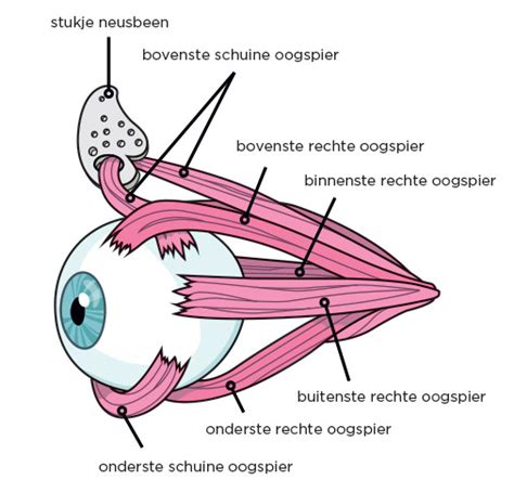 Anatomie van het oog | Natuurlijk Zien