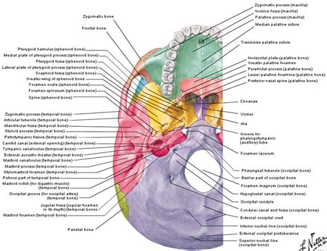 Dentistry lectures for MFDS/MJDF/NBDE/ORE: Diagrams Of Anatomy Of Skull ...