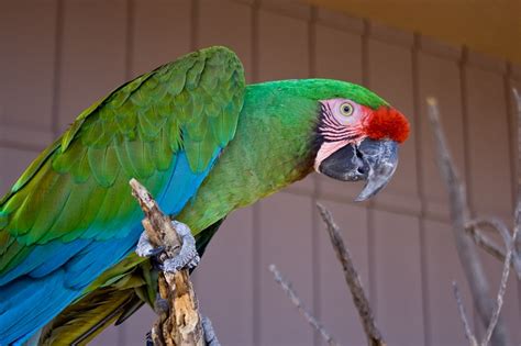 Military Macaw Facts, Pet Care, Personality, Feeding, Pictures | Singing Wings Aviary