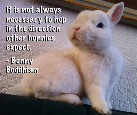 Funny Bunny Quotes - ShortQuotes.cc