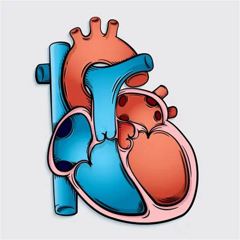 Pediatric Cardiology