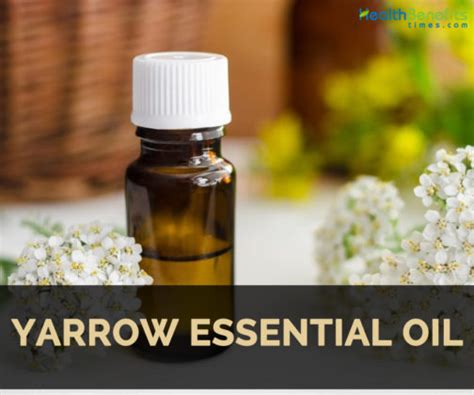 Yarrow essential oil Facts and Health Benefits