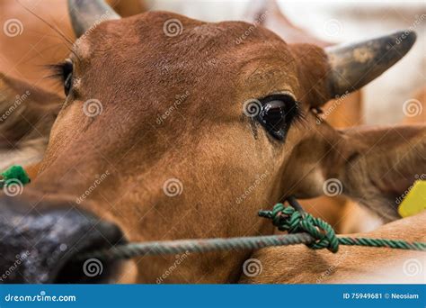 Cow Crying in Truck : Sadness, Fear Stock Image - Image of closeup, crying: 75949681