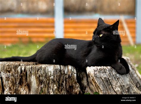 Cat looking sideways hi-res stock photography and images - Alamy