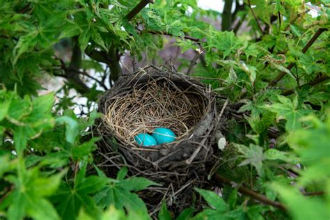 350+ Birds Nest Pictures [HD] | Download Free Images on Unsplash