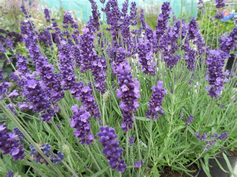 Large Lavender Plants - Lavender Plant