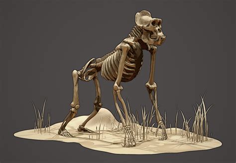 Gorilla Skeleton by Omar-Kamel on DeviantArt