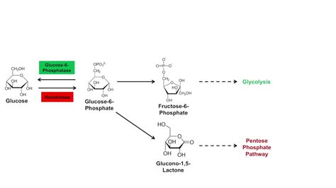 Chemical Makeup Of Glycogen - Mugeek Vidalondon