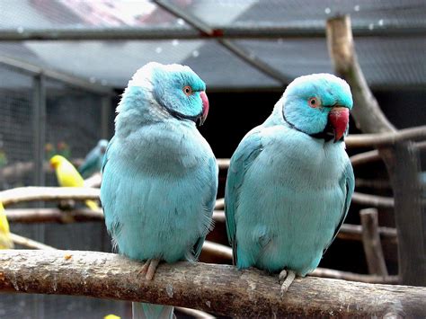 All Wallpapers: Blue Indian Parrots