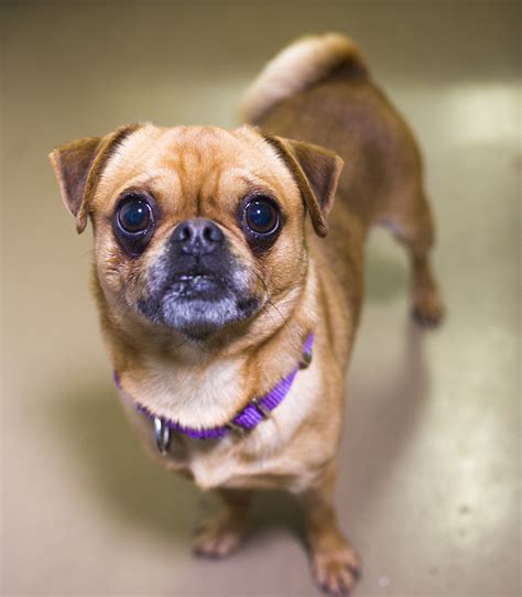 Shelter Dogs of Portland: "MR MUGGLES" pug chihuahua mix