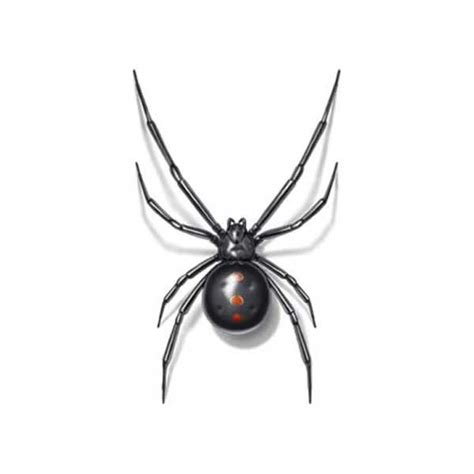 Black Widow Spider Identification & Behavior | Isotech Pest Management