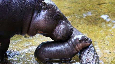 PHOTOS: Baby pygmy hippo gets adorable swim lesson from mom - ABC7 San ...