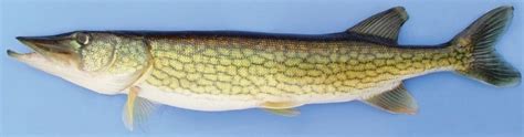 What Are the Different Types of Pickerel & How to Tell Them Apart ...