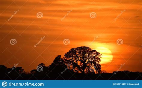 Orange Sunset Sunrise with Tree Silhouette Stock Image - Image of ...