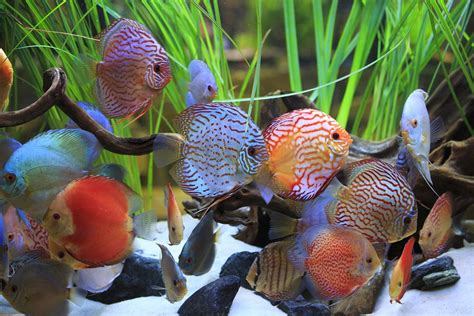 Cichlids Tropical Fish Care Guide - Tropical Fish Care