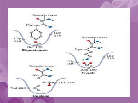 Serine protease