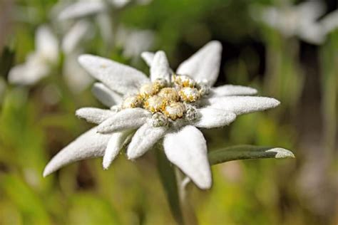 Edelweiss Flower Meaning, Symbolism, and Uses (2022)