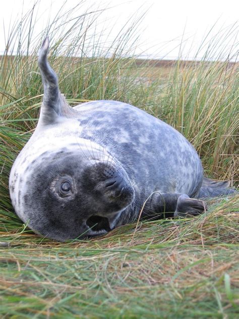 Seal at Donna Nook, Lincolnshire, UK Free Photo Download | FreeImages