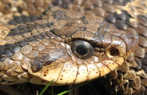 Eastern Hog-nosed Snake - Cape Cod National Seashore (U.S. National ...