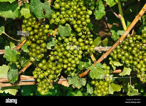 Green Grapes on vines in a Vineyard in Beamsville, Ontario Canada Stock ...