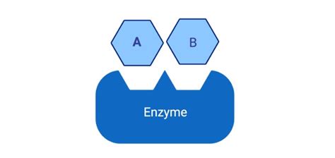 What is Coenzyme? Definition, Types, & Examples I NotesBard