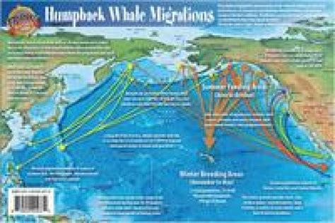 Pacific Humpback Whale Migration and Whale Life Cycles Laminated Card ...