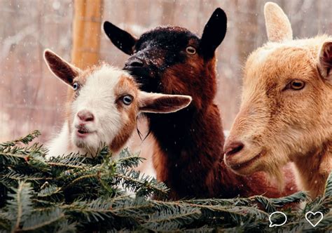 Philly Goat Project: Watch your Christmas trees become goat snacks – Metro Philadelphia