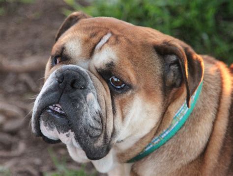 Uno - Medium Female Australian Bulldog Dog in VIC - PetRescue