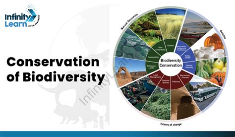 (Conservation of Biodiversity) Definition, Methods, Examples & Strategies