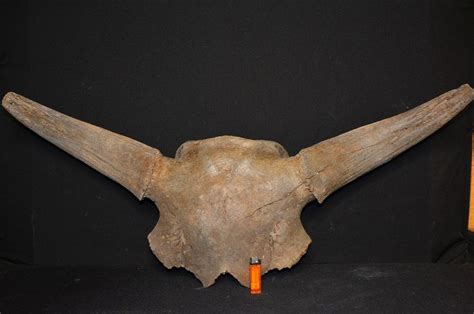 Huge Fossil Steppe Bison - Skull - Bison priscus - Catawiki