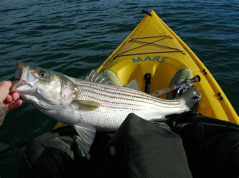 World Record Striped Bass Caught | Scout Boats