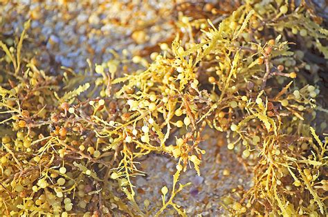 Sargassum Seaweed Photograph by Kenneth Albin - Fine Art America