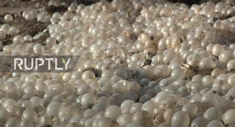 An Argentina Beach Is Covered in Thousands of Snail Eggs - Nerdist