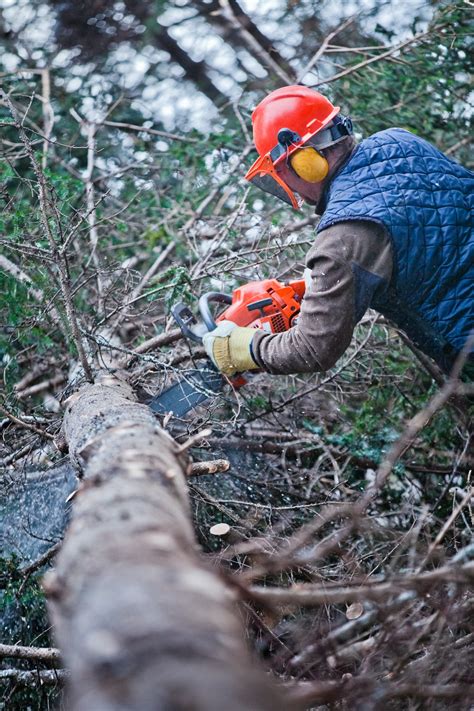 7 Do’s and Don'ts Of Cutting Down Big Trees