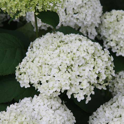 Annabelle Hydrangea | NWA Plants Inc