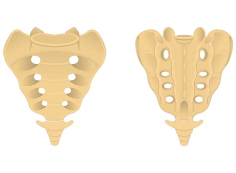 Sacrum and Coccyx Anatomy | GetBodySmart