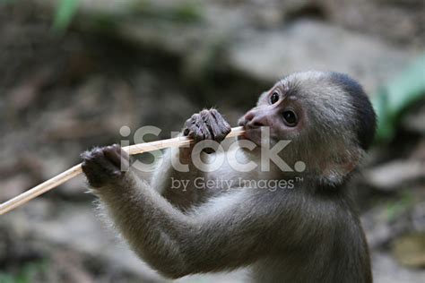 Capuchin Monkey Stock Photo | Royalty-Free | FreeImages