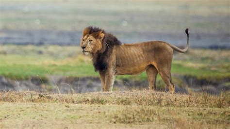 Animals in Ngorongro crater: - wildlife in ngorongoro crater