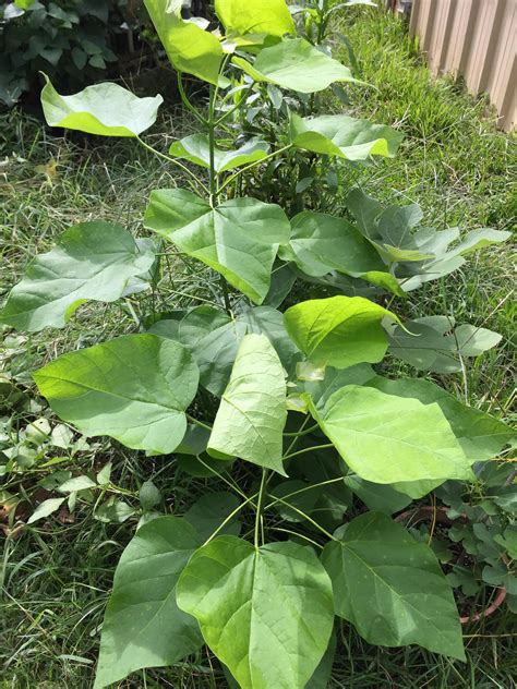 These are Catalpa trees. Their leaves are toxic to everything except the worm that invests them ...