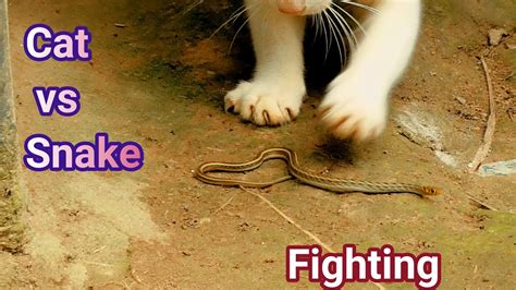 Snake vs cat fighting,who wins/ full hd animals fighting video - YouTube