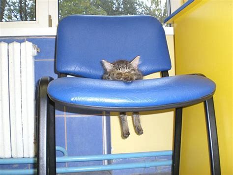 20 Hilarious Pictures of Cats Sitting on Chairs