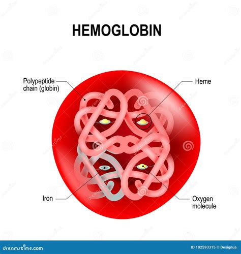 Hemoglobin Chemical Structure