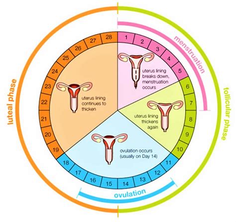 Anovulation causes, signs, symptoms, diagnosis & anovulation treatment