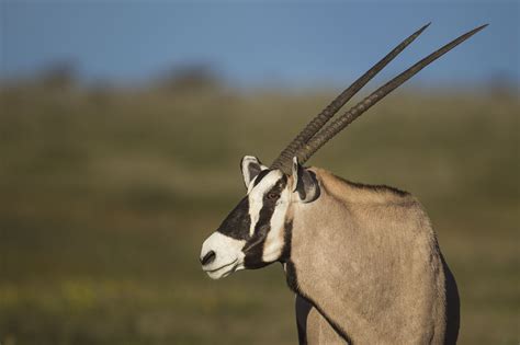 Gemsbok | Dinosaursandanimal231 Wikia | Fandom