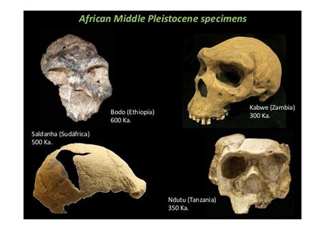 The controversial Homo heidelbergensis