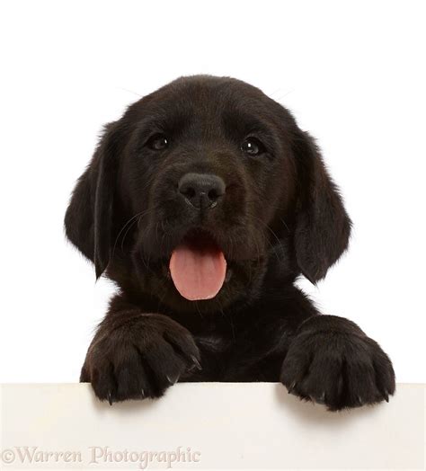 Dog: Black Labrador Retriever puppy, 6 weeks old, paws over photo WP48107