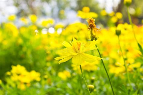 Yellow Cosmos flower stock image. Image of asia, compositae - 32348617