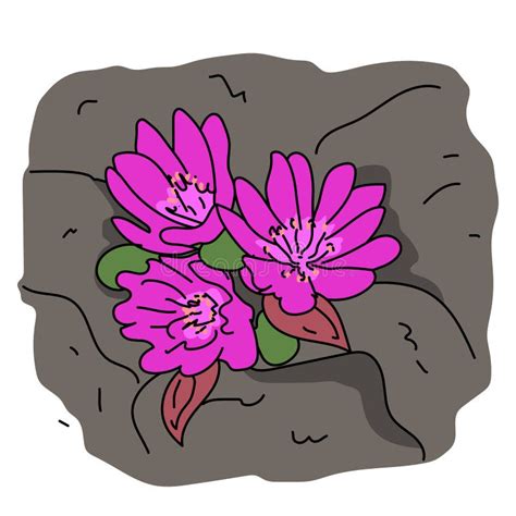 Bitterroot Flower Stock Illustrations – 18 Bitterroot Flower Stock ...