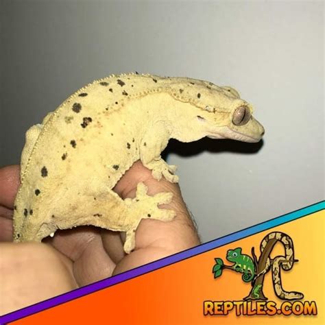 Dalmatian crested gecko for sale | baby dalmatian crested geckos